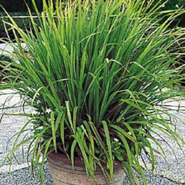 Cymbopogon citratus Lemon Grass