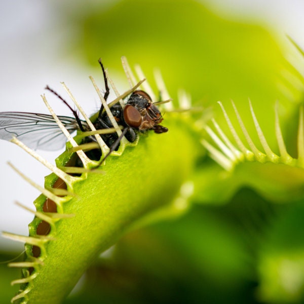 Dionaea Venus Fly Trap Etsy