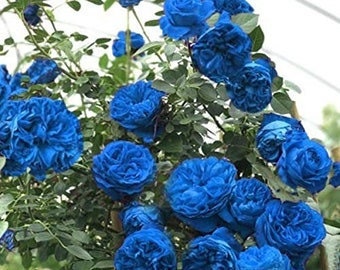 Blue Climbing Rose