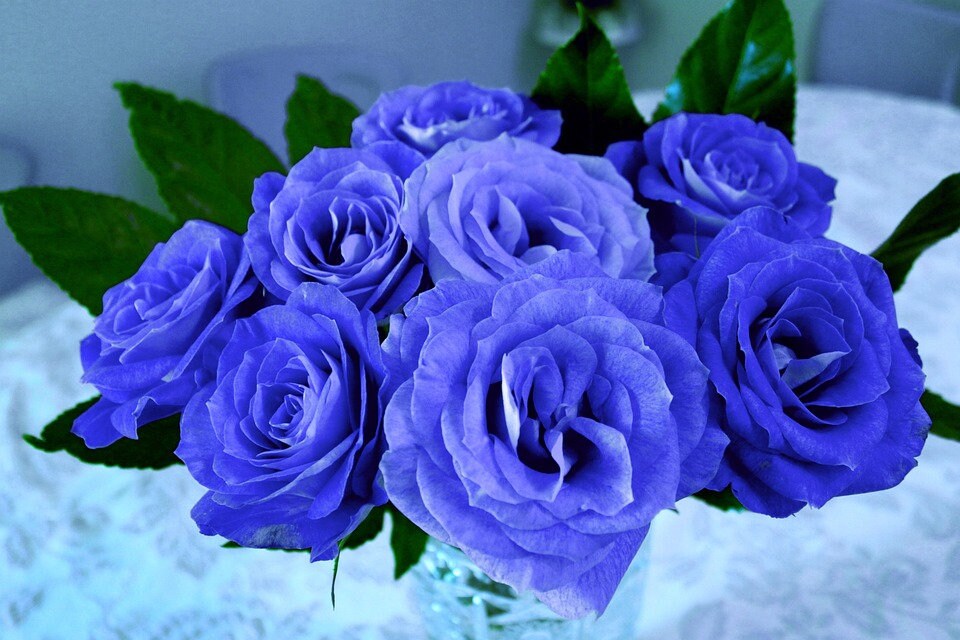 Blues Blue Rose Seeds - Etsy
