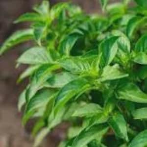 Basil, Lime      25 Seed pack