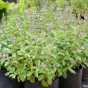 May include: A close-up of several basil plants in black plastic pots. The plants have vibrant green leaves and are topped with delicate purple and white flowers. The image is taken outdoors, with other greenery visible in the background.