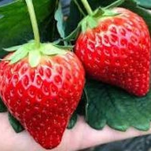 Strawberry Basket of Kisses 25 Seed Pack - Etsy