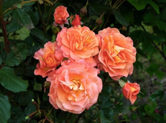 Westerland Climbing Rose Bush Seeds 8 Seed Pack - Etsy