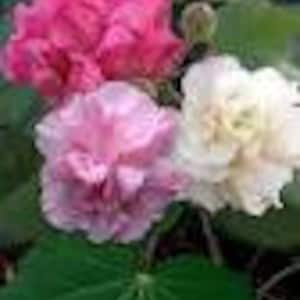 May include: Three hibiscus flowers in shades of pink and white. The flowers are fully bloomed and have a ruffled appearance. The flowers are growing on a green plant with large leaves.