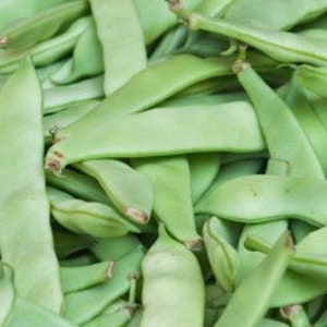 May include: A bunch of fresh green string beans, also known as snap beans, with a slightly curved shape.