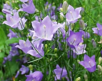 Campanula Rotund Olympica, Blue Bells of Scotland