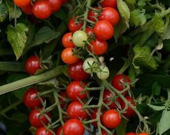 Tomato Candyland Red