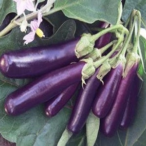 Eggplant, Italian Long