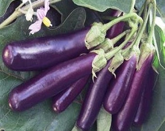 Eggplant, Italian Long