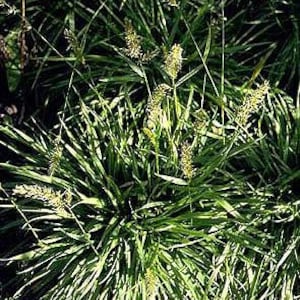 May include: A close-up view of a cluster of green grass with long, slender blades. Several stalks with small, light-colored seed heads extend upwards from the grass. The image is well-lit, showcasing the texture and details of the plant.