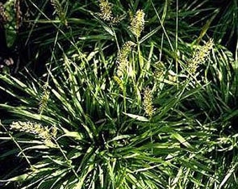 Sweet Vanilla Grass
