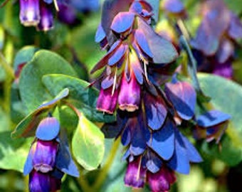 Cerinthe major purpurascens  (Shrimp Plant)  Kiwi Blue