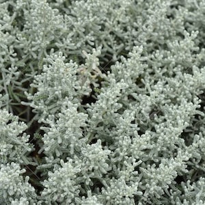 Lavender, Cotton