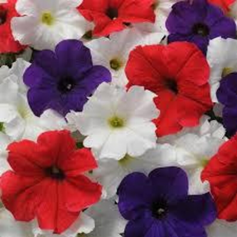 DeesSeeds Petunia Easy Wave - Thumbnail 5