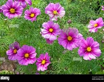 Cosmos Sensation Radiance