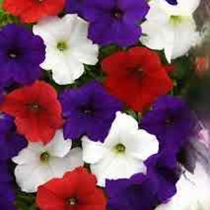 May include: A close-up of a cluster of petunia flowers in full bloom. The flowers display a vibrant mix of colors, including deep red, rich purple, and pure white. Each flower has a distinct shape with a yellow center.