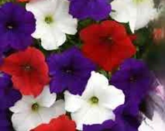 Petunia Easy Wave  Red, White and Blue PL   10 Seeds PK