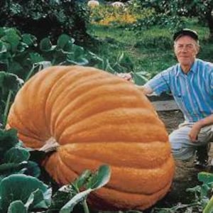 May include: A large, orange pumpkin with deep ridges, surrounded by green foliage. A man in a blue striped shirt and cap is kneeling beside the pumpkin. The pumpkin appears to be a giant variety.