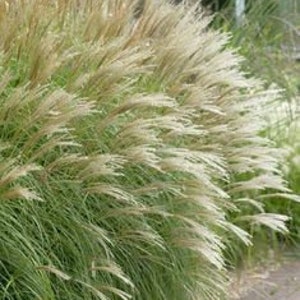 Achnatherum Calamagrostis Silver Spike Grass Ornamental grass and bamboo image 5