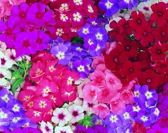 Phlox Globe Beauty Mix