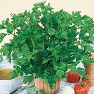 May include: A bunch of fresh green parsley in a terracotta pot, with a bowl of soup, tomatoes, and eggs in the background.
