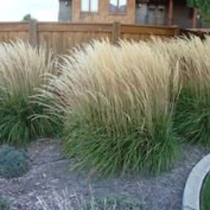 Achnatherum Calamagrostis Silver Spike Grass Ornamental grass and bamboo image 2