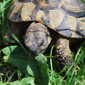 Tortoise Russian Forage Mix