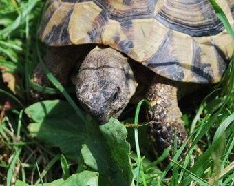 Tortoise Russian Forage Mix