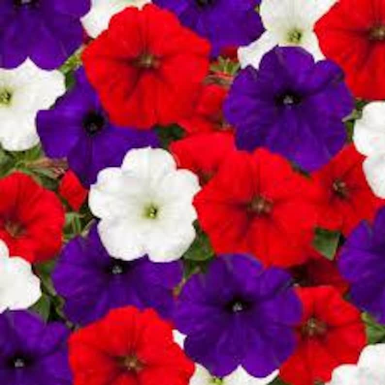 DeesSeeds Petunia Easy Wave - Thumbnail 3