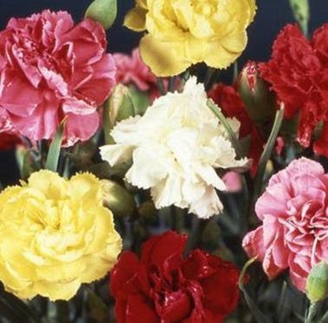 Dianthus Carnation Queen Etsy