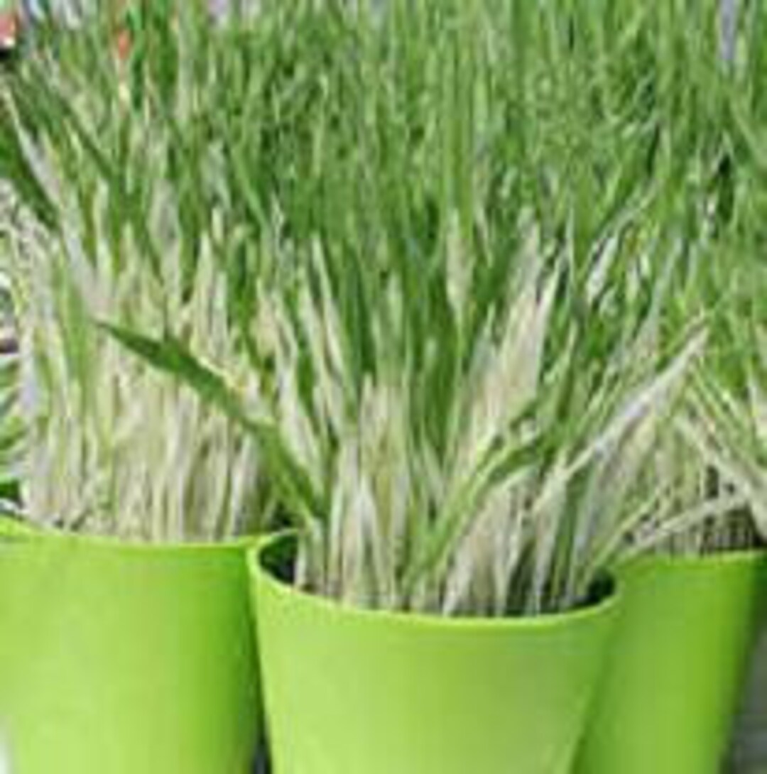 Hordeum Variegated Cat Grass Etsy