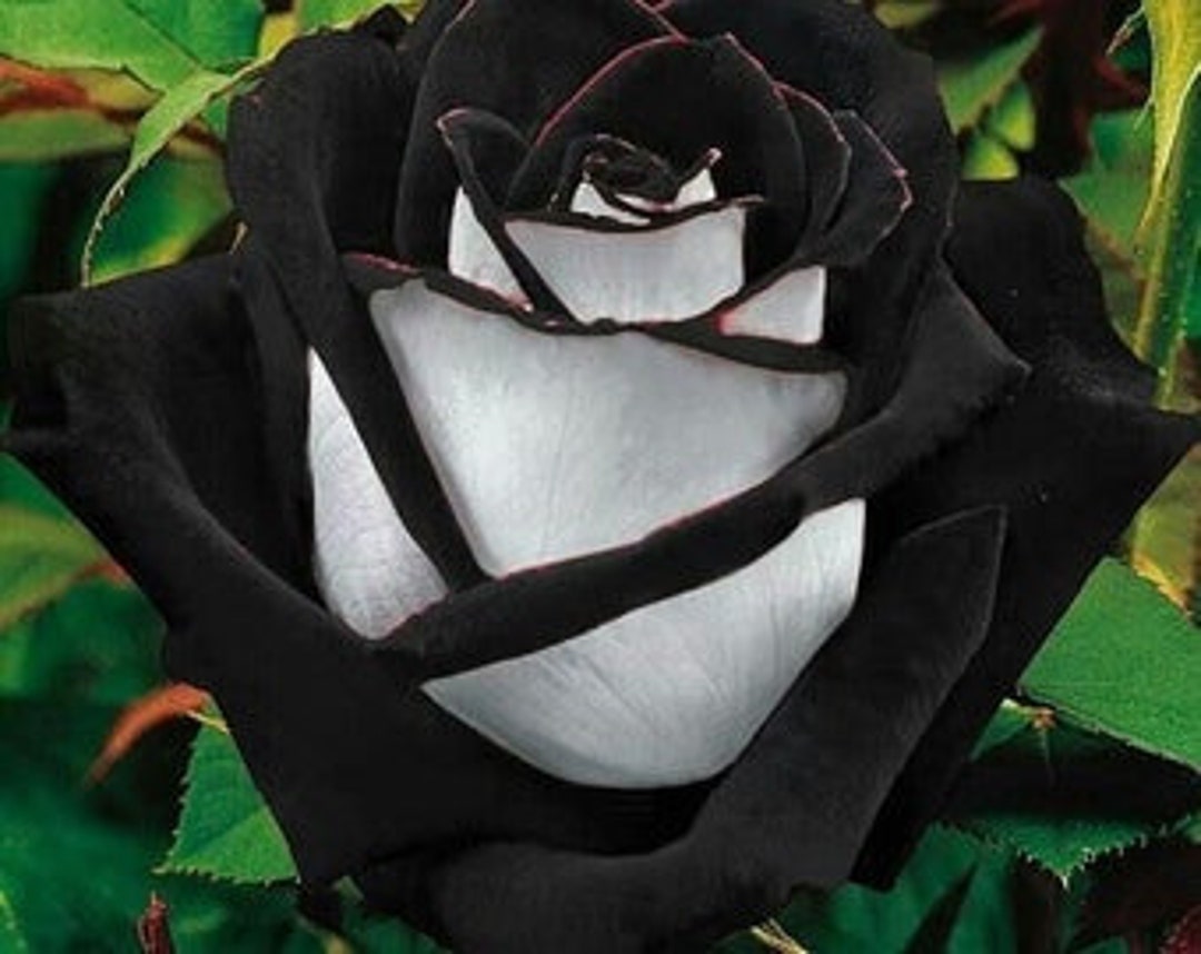 BLACK ROSE ビラ Black Heart Rose - Etsy