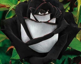 Black heart Rose