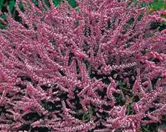 Calluna Vulgaris