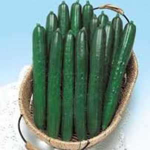 May include: A basket filled with long, dark green cucumbers. The cucumbers are arranged vertically in the basket.