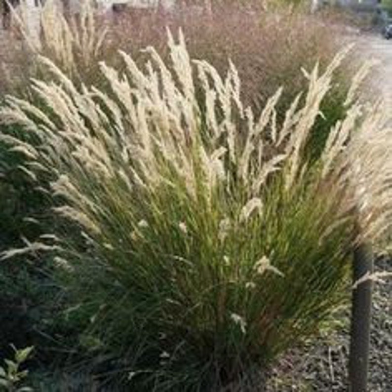 Achnatherum Calamagrostis Silver Spike Grass Ornamental grass and bamboo image 3