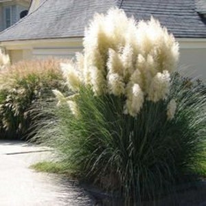 Achnatherum Calamagrostis Silver Spike Grass Ornamental grass and bamboo image 6