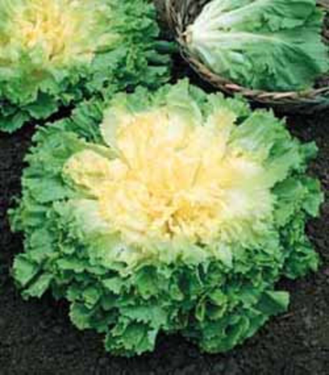 Escarole, Full Heart Etsy