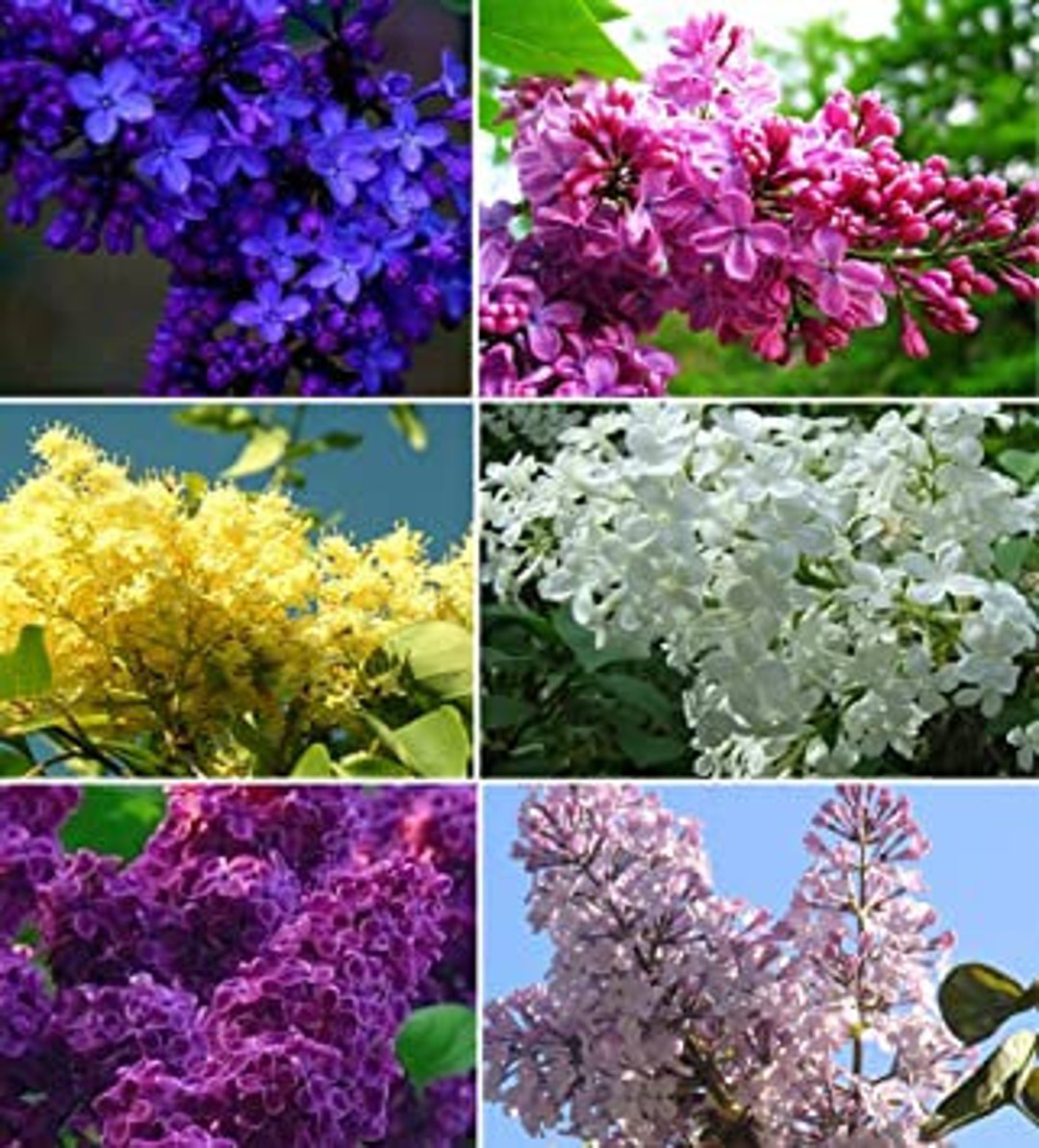 Lilac Bush Seeds , Mixed Colors Etsy