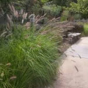 Achnatherum Calamagrostis Silver Spike Grass Ornamental grass and bamboo image 8