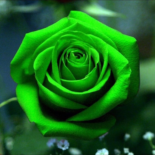 Emerald Green Rose Bush