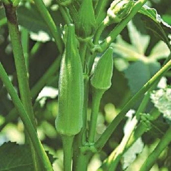 Okra, Louisiana Green Velvet