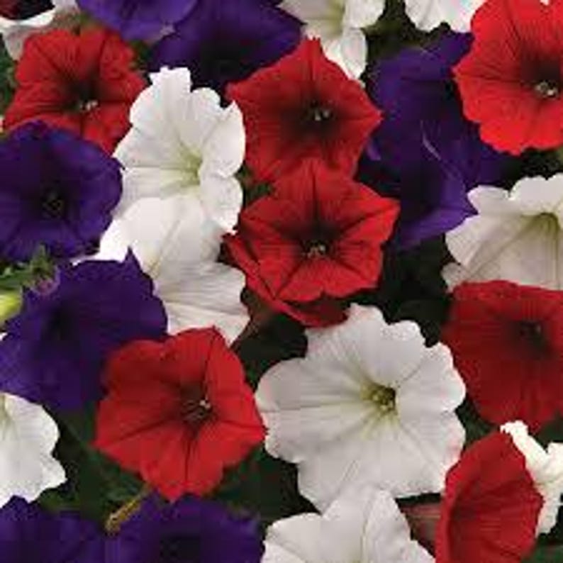 DeesSeeds Petunia Easy Wave - Thumbnail 2