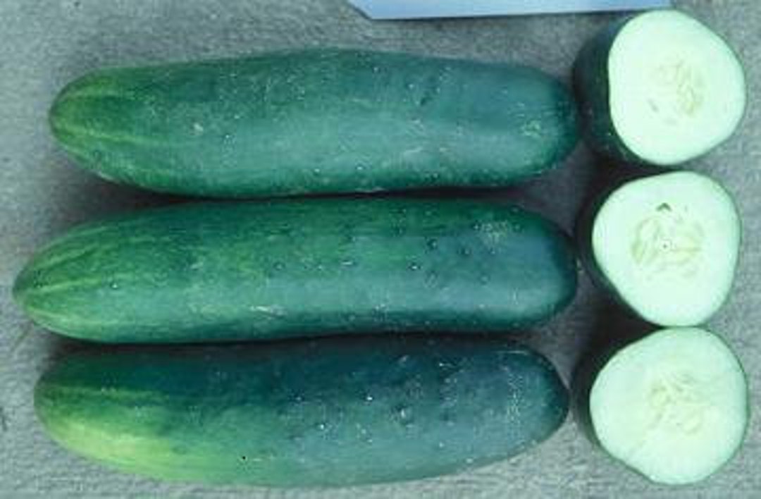 Cucumber, Dasher II Etsy