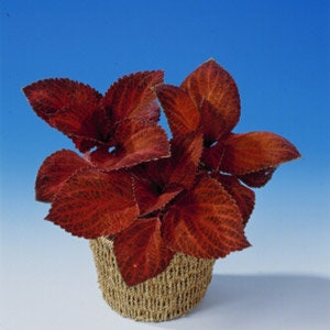 May include: A potted plant with deep red leaves. The leaves have a textured, almost velvety appearance.