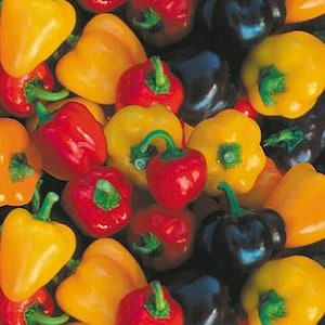 May include: A collection of small, colorful bell peppers. The peppers are red, yellow, and purple. They are arranged in a random pattern.