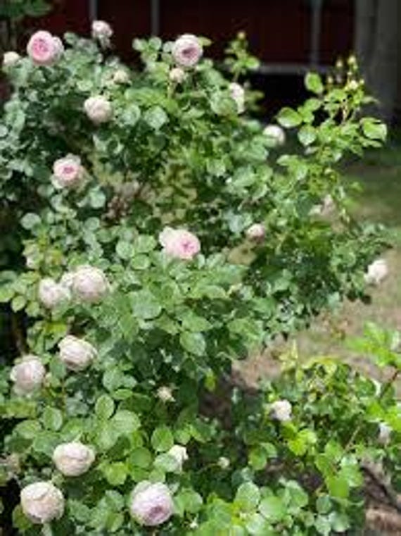 adding sugar to plants Sugar Flush | Glucose Flush for Plants
