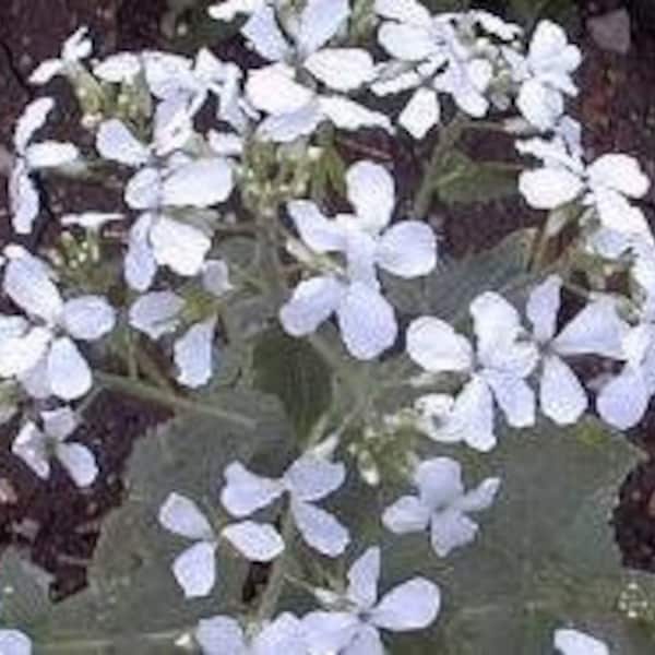 Lunaria Sissinghurst White  (Money Plant)