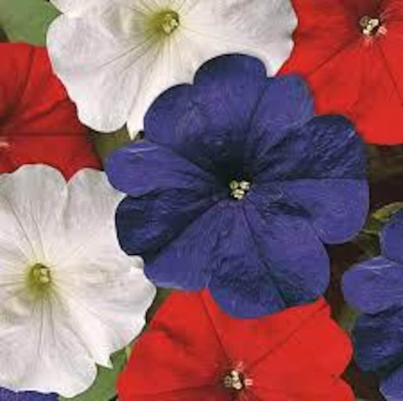 DeesSeeds Petunia Easy Wave